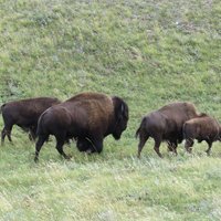 Waterton Glacier International Peace Park