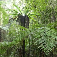 Gondwana Rainforests