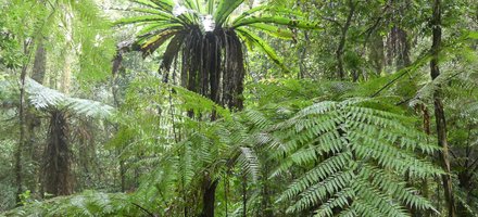 Gondwana Rainforests