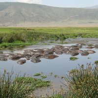 Ngorongoro