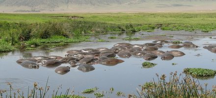 Ngorongoro