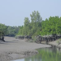 Sundarbans National Park by Els Slots