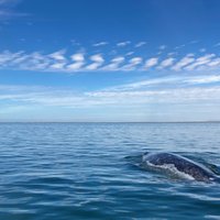 Whale Sanctuary of El Vizcaino
