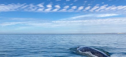 Whale Sanctuary of El Vizcaino