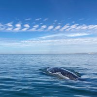 Whale Sanctuary of El Vizcaino