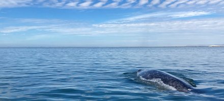 Whale Sanctuary of El Vizcaino
