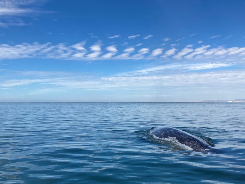 Whale Sanctuary of El Vizcaino by Els Slots