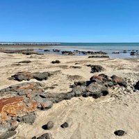 Shark Bay by Shandos Cleaver