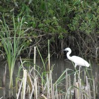 Danube Delta by Els Slots