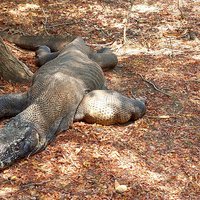Komodo National Park by Roman Bruehwiler