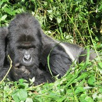 Virunga National Park by Els Slots