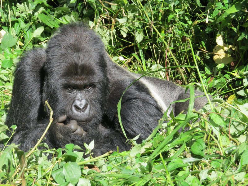 Virunga National Park by Els Slots