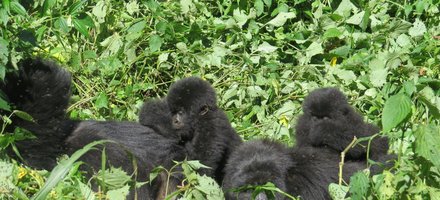 Virunga National Park