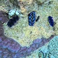 Tubbataha Reefs