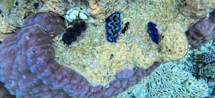 Tubbataha Reefs
