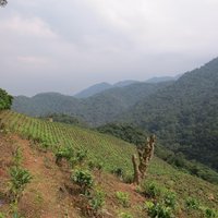 Slopes near Bwindi Impenetrable National Park