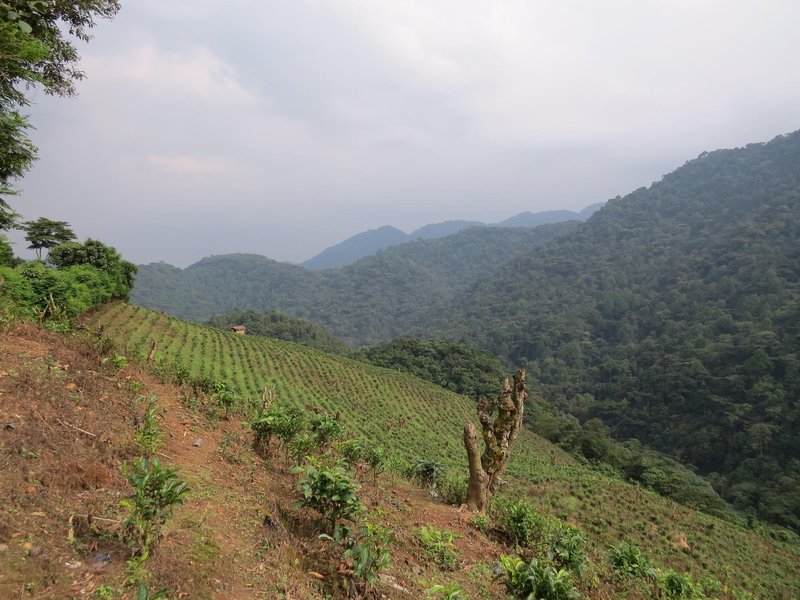 Bwindi Impenetrable National Park by Els Slots