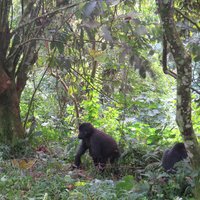 Bwindi Impenetrable National Park