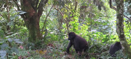 Bwindi Impenetrable National Park