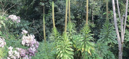 Rwenzori Mountains