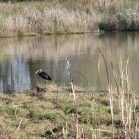 Donana National Park by Els Slots