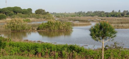 Donana National Park