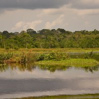 Odzala-Kokoua by Randi Thomsen