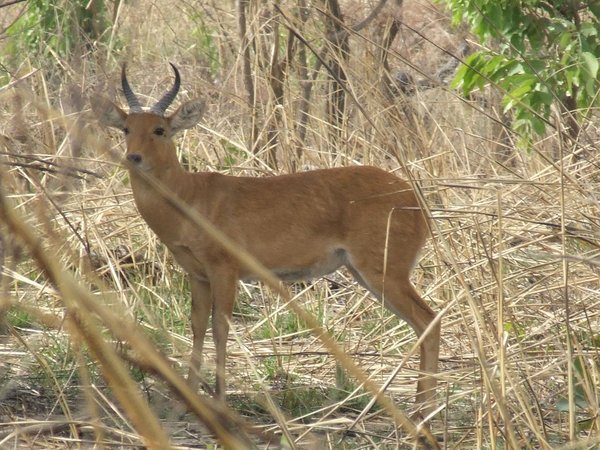 W-Arly-Pendjari Complex by Solivagant