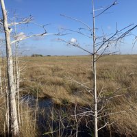 Everglades by Els Slots