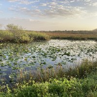 Everglades