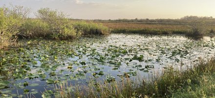 Everglades