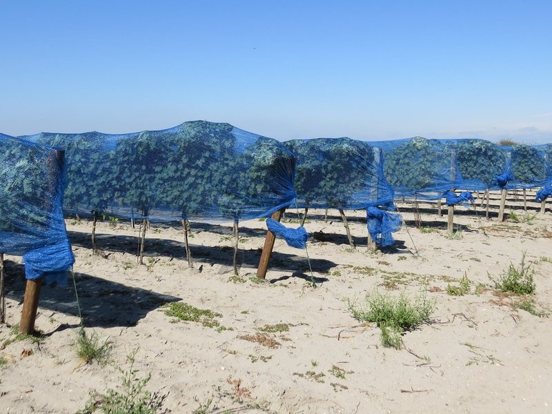 Fertö/Neusiedlersee by Els Slots