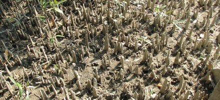 The Sundarbans