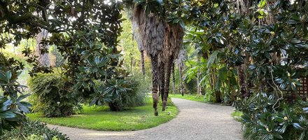 Botanical Garden, Padua