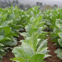 Viñales Valley by Els Slots
