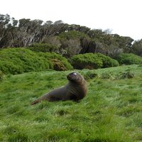 Sub-Antarctic Islands by Roman Bruehwiler