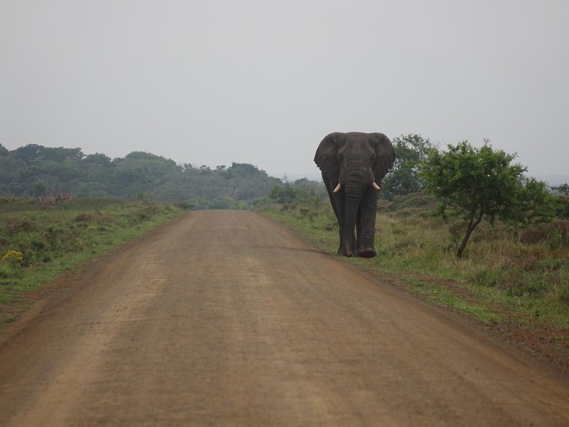 iSimangaliso Wetland Park by Els Slots