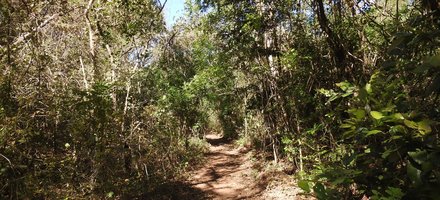 Guanacaste