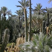 Palmeral of Elche by Jan-Willem