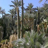 Palmeral of Elche by Jan-Willem