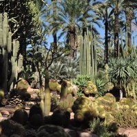 Palmeral of Elche