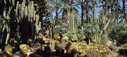 Palmeral of Elche