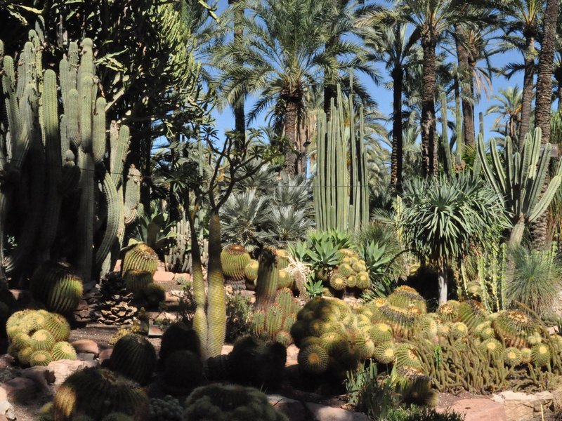 Palmeral of Elche by Jan-Willem