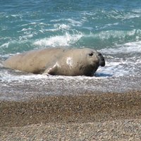 Peninsula Valdes by Els Slots