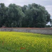 Reichenau