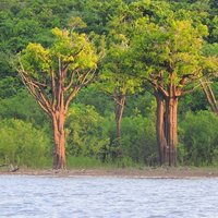 Central Amazon Conservation Complex by Michael Ayers