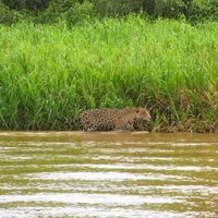 Pantanal