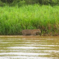 Pantanal