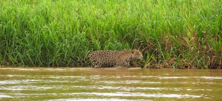 Pantanal