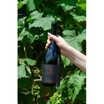 Slika In Sylvis Teran Baćun 2022